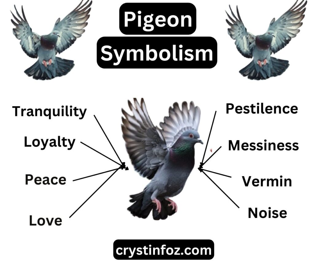 Pigeon Symbolism crystinfoz.com